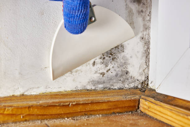 Best Biohazard Mold Removal  in Fort Polk South, LA